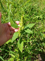 Amaranthus hybridus