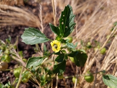 Physalis philadelphica