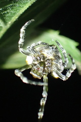 Mastophora phrynosoma