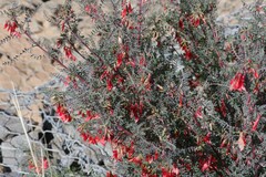 Lessertia frutescens