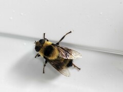 Eristalis flavipes