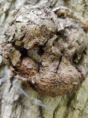 Agrobacterium radiobacter