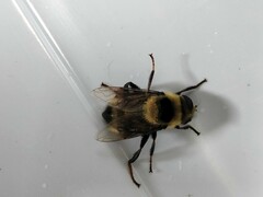 Eristalis flavipes
