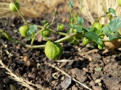 Physalis philadelphica