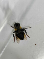 Eristalis flavipes