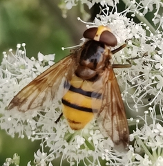 Volucella inanis