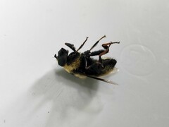 Eristalis flavipes