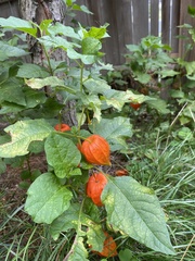 Alkekengi officinarum