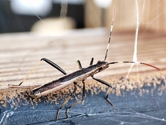 Micrelytra fossularum