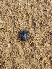 Lethrus apterus