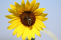 Eristalis stipator