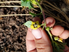 Physalis philadelphica