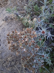 Gamochaeta americana