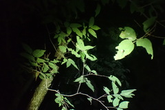 Mastophora phrynosoma