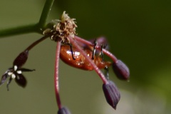 Lemini