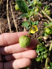 Physalis philadelphica
