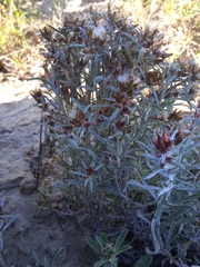 Gamochaeta americana