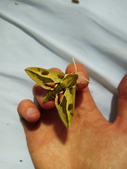 Hyles euphorbiae