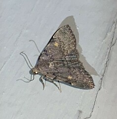 Idia diminuendis
