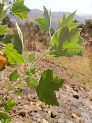 Malacothamnus fasciculatus nuttallii