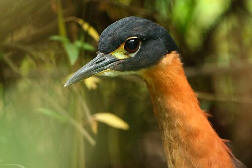 Gorsachius leuconotus (Wagler, 1827)