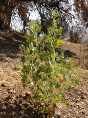 Malacothamnus fasciculatus nuttallii