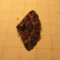 Metalectra diabolica