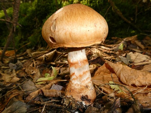red-banded webcap (Cortinarius armillatus)