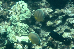 Chaetodon lunulatus