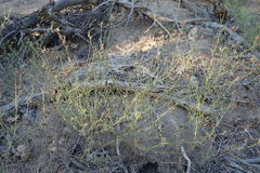 Cordylanthus nevinii