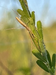 Tetragnatha laboriosa