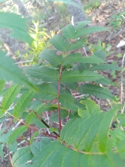 Sorbus americana
