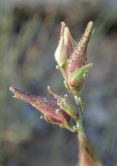 Cordylanthus nevinii