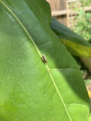 Graphocephala coccinea