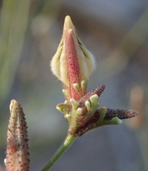 Cordylanthus nevinii