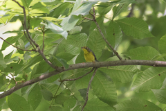 Cardellina canadensis