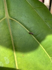 Graphocephala coccinea