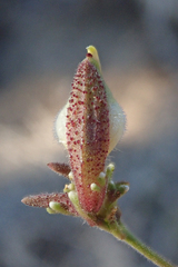 Cordylanthus nevinii