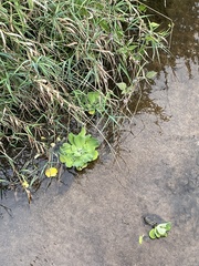 Pistia stratiotes