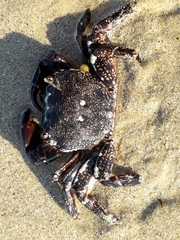 Pachygrapsus marmoratus