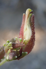 Cordylanthus nevinii