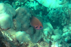 Pycnochromis pacifica
