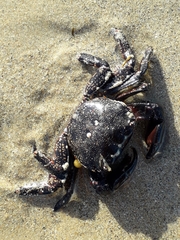 Pachygrapsus marmoratus