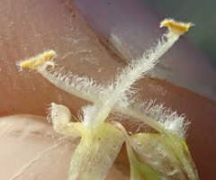 Cordylanthus nevinii