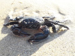 Pachygrapsus marmoratus