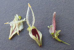 Cordylanthus nevinii