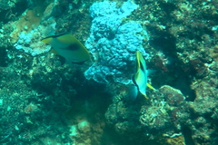 Chaetodon unimaculatus
