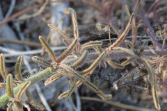 Cordylanthus nevinii