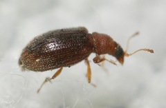 Melanophthalma