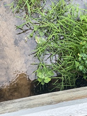 Pistia stratiotes